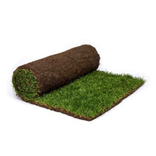 Turf